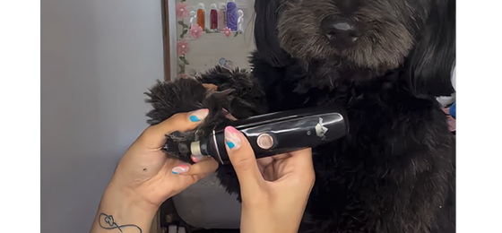 Corte y limado de uñas para perros en Puente Alto — Perrichic